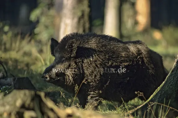 Fokus-Natur Bild