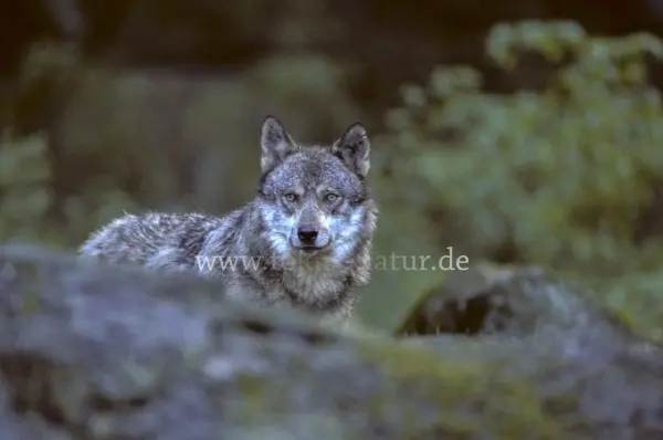 Fokus-Natur Bild