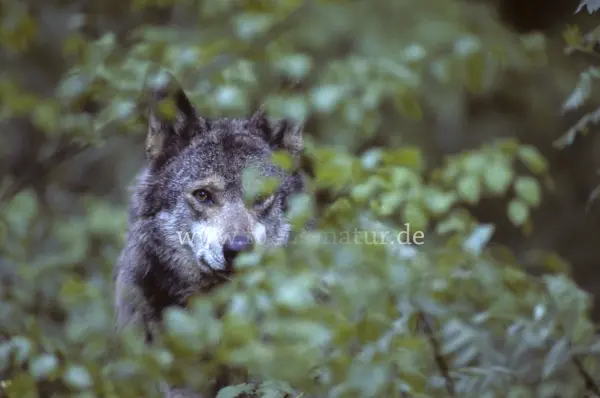 Fokus-Natur Bild