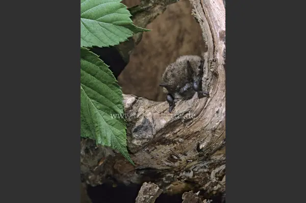 Fokus-Natur Bild