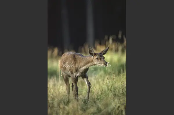 Fokus-Natur Bild