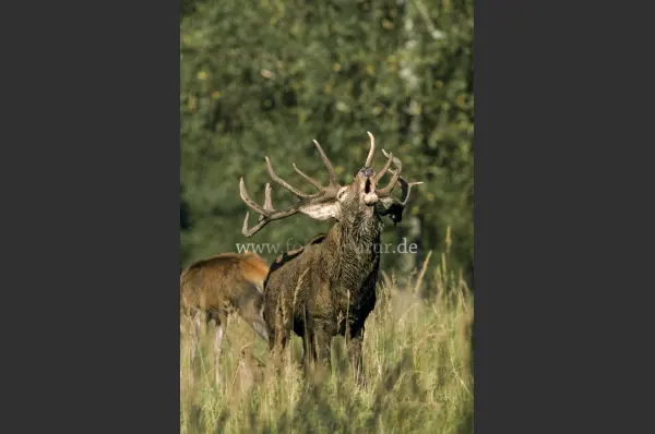 Fokus-Natur Bild