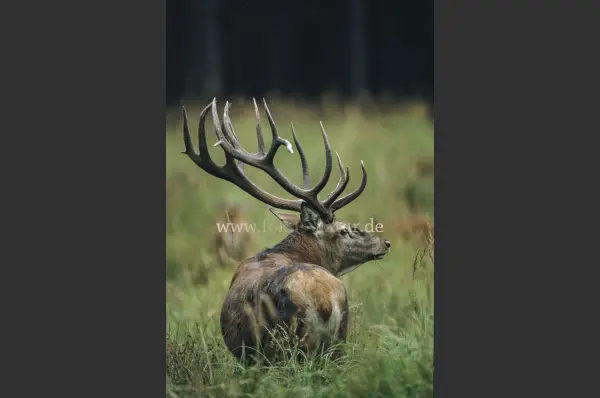 Fokus-Natur Bild