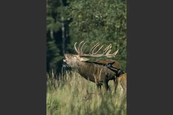 Fokus-Natur Bild