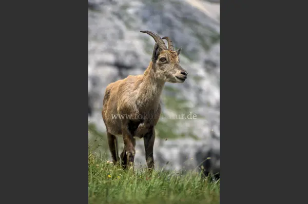 Fokus-Natur Bild