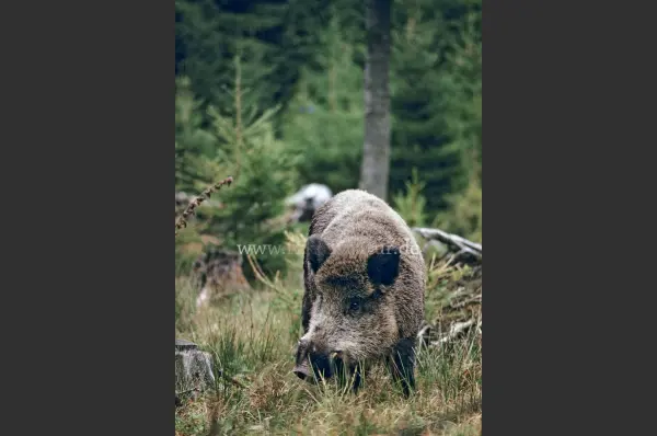 Fokus-Natur Bild