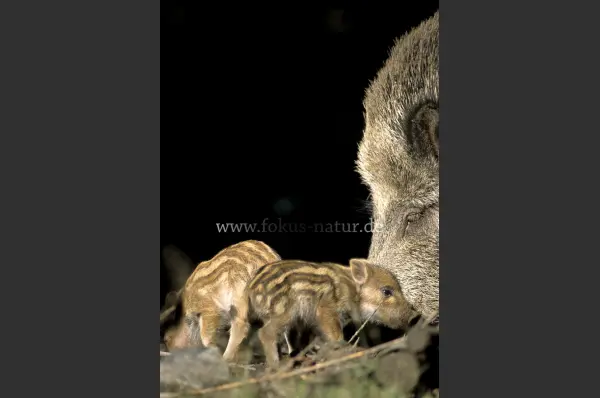 Fokus-Natur Bild
