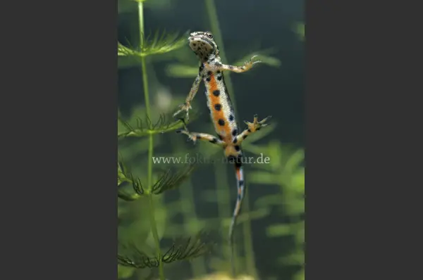 Fokus-Natur Bild