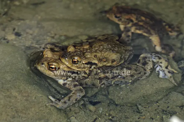 Fokus-Natur Bild