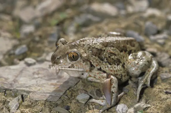 Fokus-Natur Bild