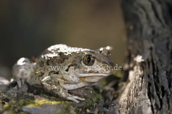 Fokus-Natur Bild