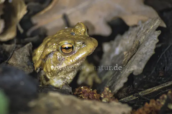 Fokus-Natur Bild