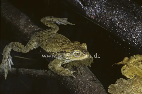 Fokus-Natur Bild