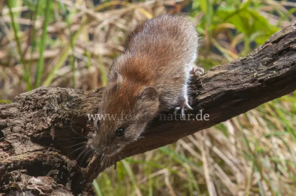Fokus-Natur Bild