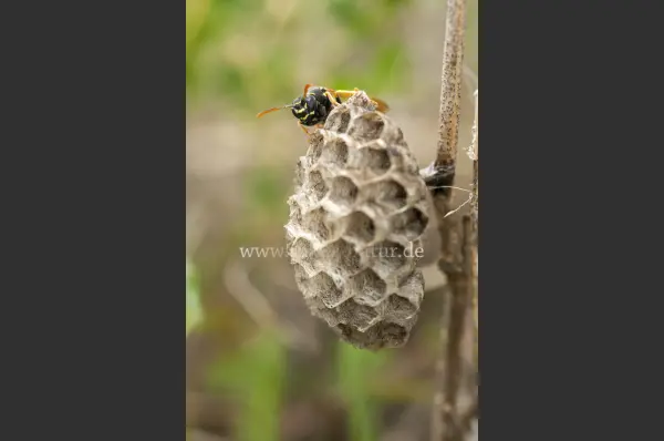 Fokus-Natur Bild