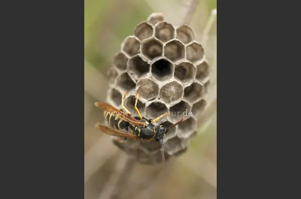 Fokus-Natur Bild