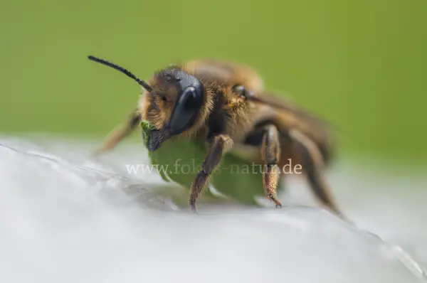 Fokus-Natur Bild