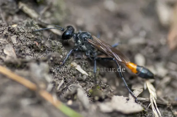 Fokus-Natur Bild
