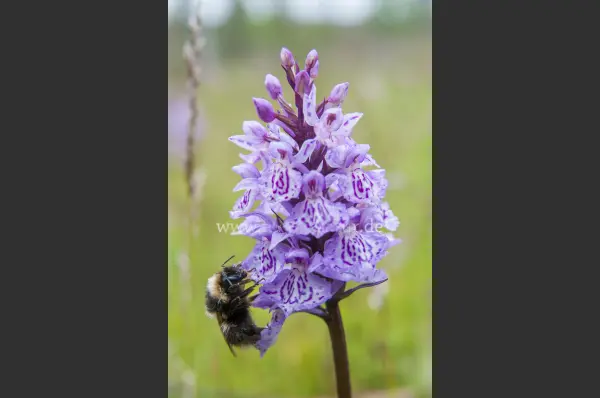 Fokus-Natur Bild