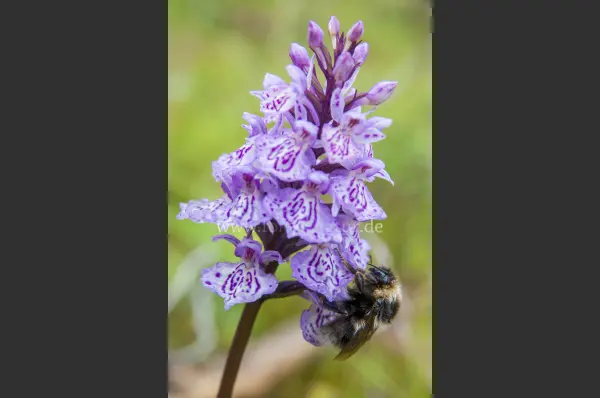 Fokus-Natur Bild