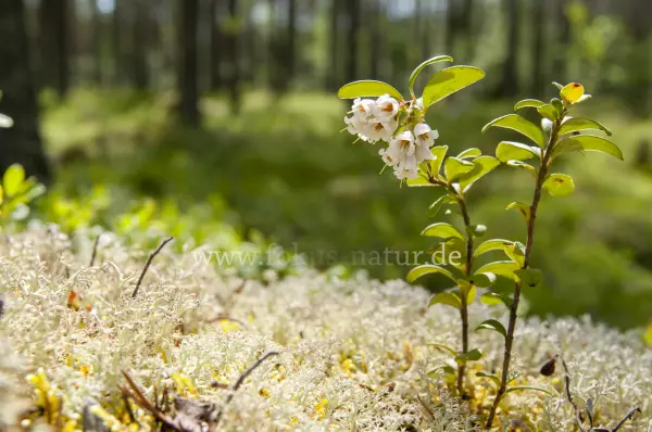 Fokus-Natur Bild