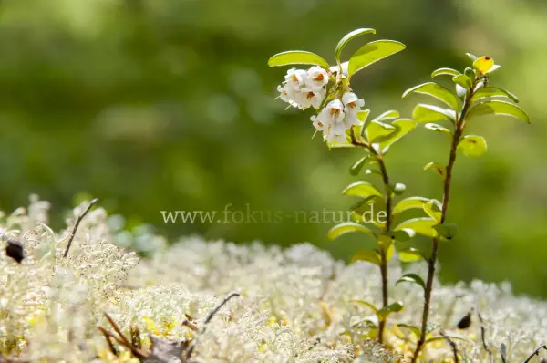 Fokus-Natur Bild