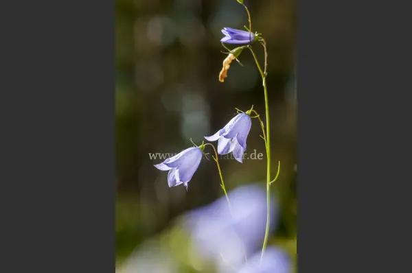 Fokus-Natur Bild