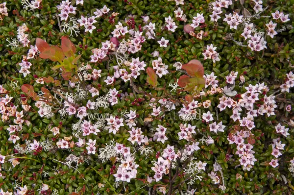 Fokus-Natur Bild
