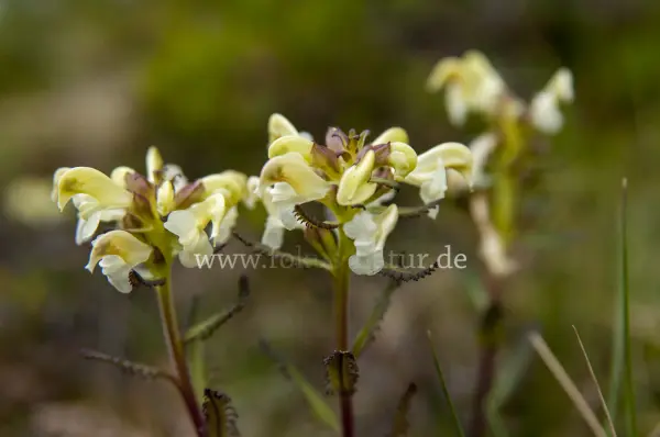 Fokus-Natur Bild
