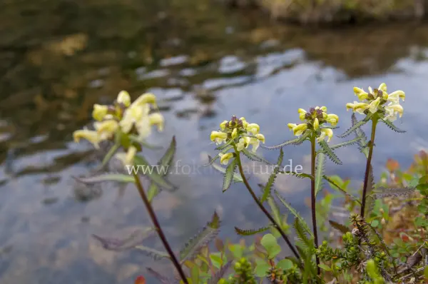 Fokus-Natur Bild