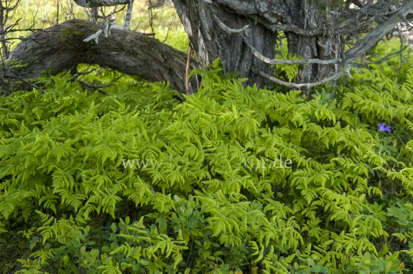 Fokus-Natur Bild
