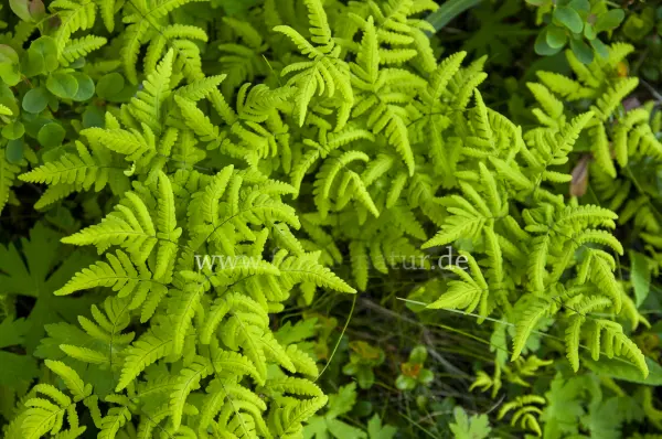 Fokus-Natur Bild