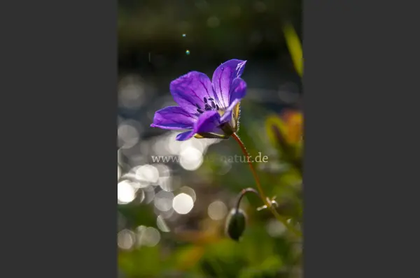 Fokus-Natur Bild