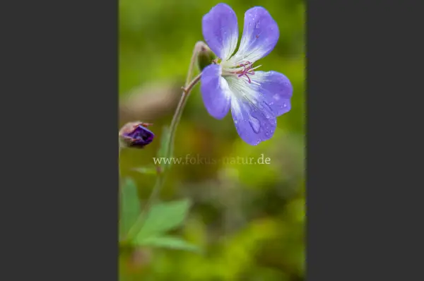 Fokus-Natur Bild