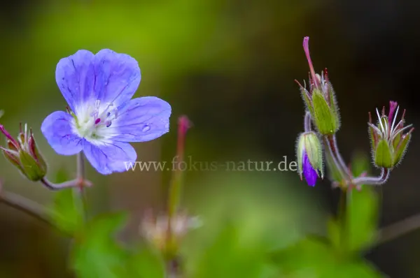 Fokus-Natur Bild