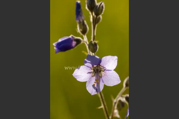 Fokus-Natur Bild