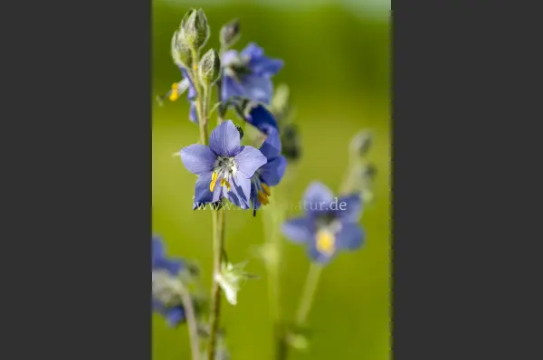 Fokus-Natur Bild