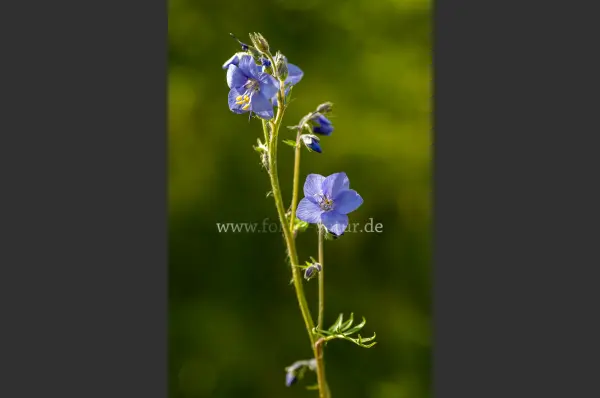 Fokus-Natur Bild