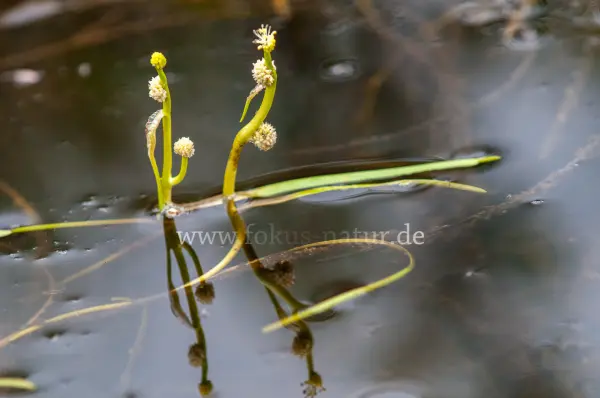 Fokus-Natur Bild