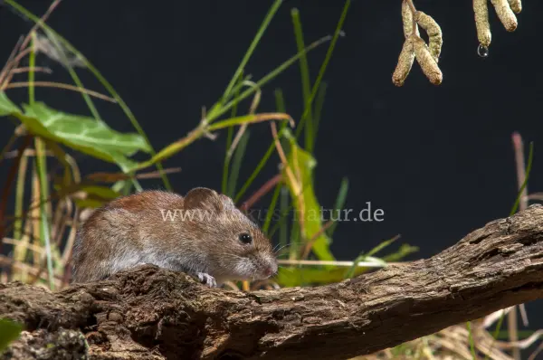Fokus-Natur Bild