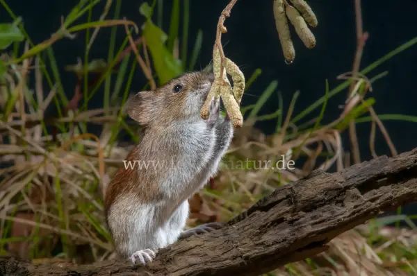 Fokus-Natur Bild