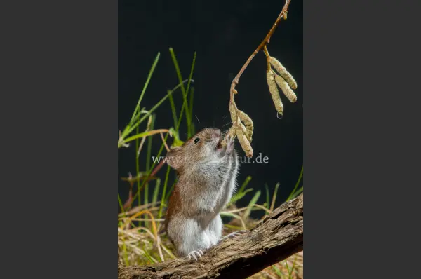 Fokus-Natur Bild