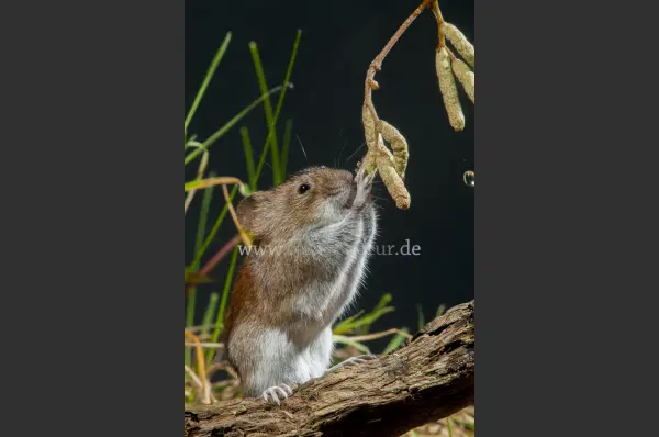 Fokus-Natur Bild