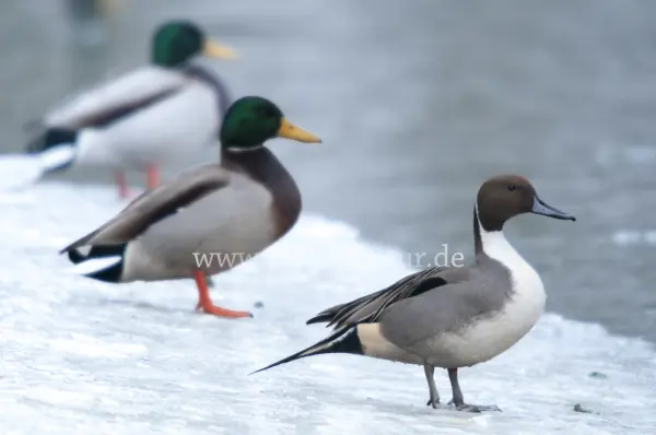 Fokus-Natur Bild