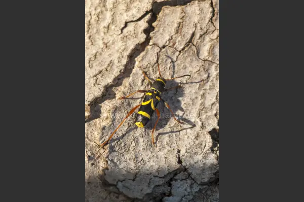 Fokus-Natur Bild
