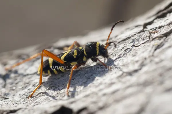 Fokus-Natur Bild