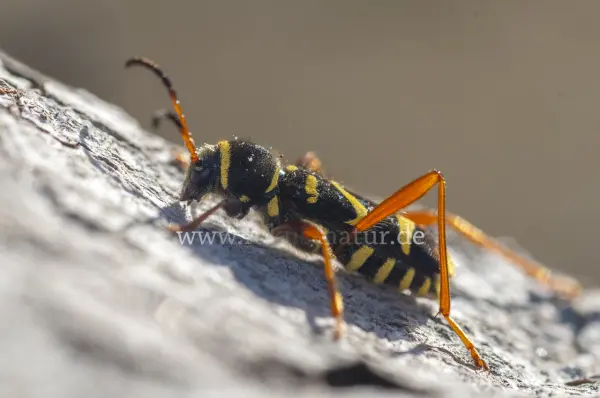 Fokus-Natur Bild