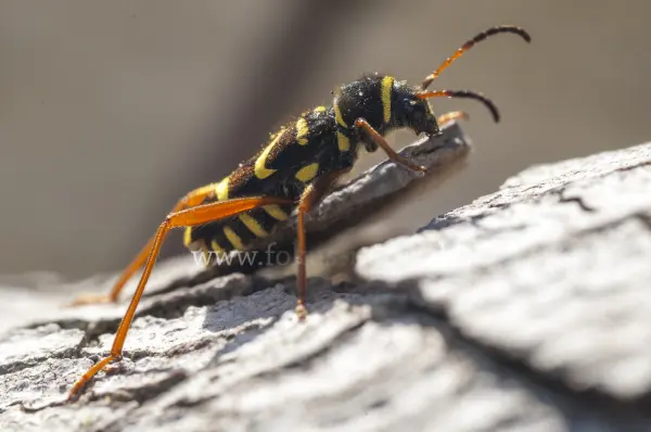 Fokus-Natur Bild