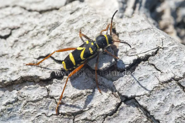 Fokus-Natur Bild