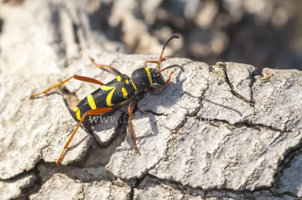 Fokus-Natur Bild